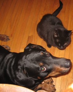 Black cat and Dachsweiler mix sitting on hardwood floor at home