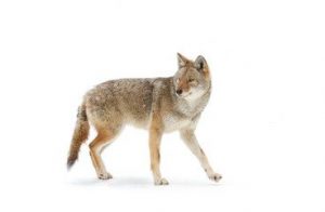 Coyote standing alert in snow, representing recent sightings in Kingston west residential neighbourhoods