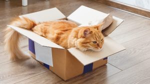 Orange tabby cat lying in a cardboard box during a home move