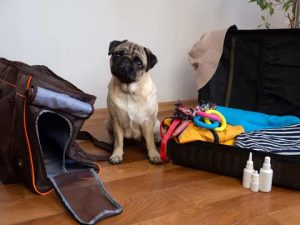 Pug sitting beside a suitcase and travel bag packed with pet supplies for emergencies