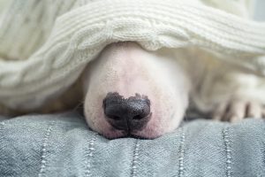 dog staying cozy under blanket during winter preparation Kingston Ontario