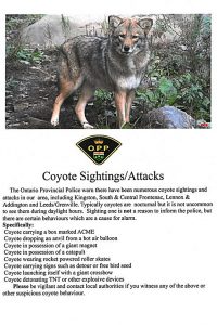 Parody Ontario Provincial Police poster joking about coyotes carrying ACME boxes and cartoon antics