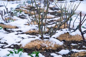 mulching perennials during winter preparation Kingston Ontario Bill Stevenson Century 21 Lanthorn Real Estate