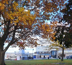 Joggers passing under autumn trees near Confederation Basin along Kingston’s waterfront