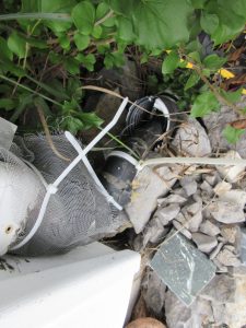 Improper underground downspout connection with mesh and broken pipe showing water damage risk beside a foundation in Kingston, Bill Stevenson, REALTOR®, Century 21 Lanthorn Real Estate Ltd., Brokerage