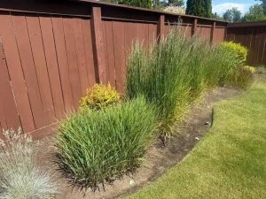 Ornamental grasses planted along a backyard fence to create privacy and texture in Kingston. Bill Stevenson REALTOR, Century 21 Lanthorn Real Estate Ltd Brokerage.