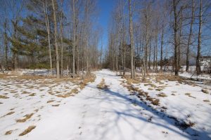 Snow-covered rural driveway lined with trees in the Kingston area, represented by Bill Stevenson, REALTOR®, Century 21 Lanthorn Real Estate Ltd., Brokerage.