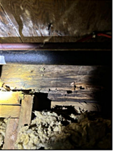 Rotten rim joist and floor framing damage observed in a crawl space during a Kingston area home inspection, Bill Stevenson, REALTOR®, Century 21 Lanthorn Real Estate Ltd., Brokerage