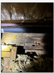 Rot and moisture damage on a floor joist and subfloor structure found during a Kingston area home inspection. Bill Stevenson, REALTOR®, Century 21 Lanthorn Real Estate Ltd, Brokerage.