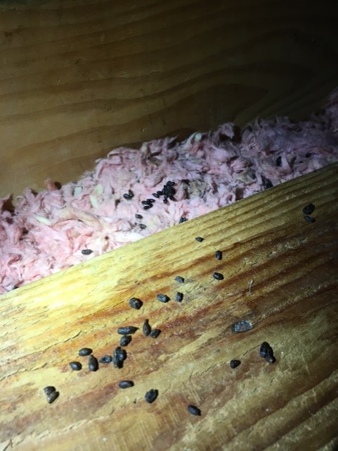 Rodent droppings found in attic insulation in a Kingston and Area home, an issue often noted by Bill Stevenson, REALTOR®, Century 21 Lanthorn Real Estate Ltd., Brokerage.