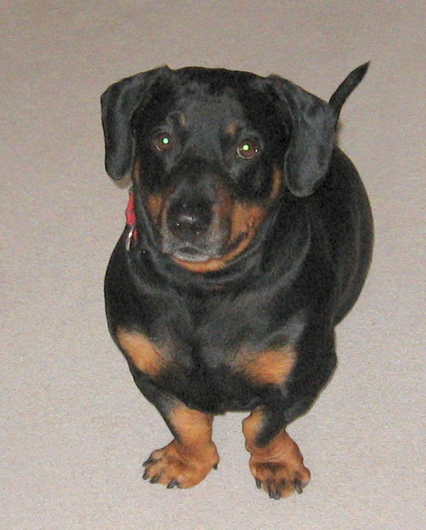 Selling a home with pets in Kingston
