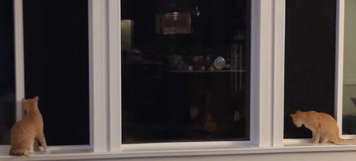 Two cats sitting in a window during a home showing in a Kingston area home