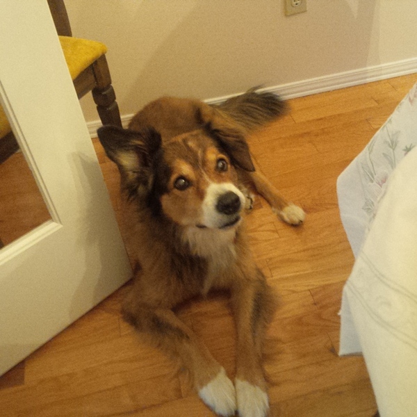 Dog lying on hardwood floor showing potential pet hair and wear buyers may notice during showings