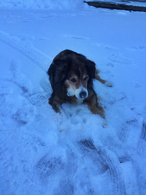 Dog sitting in snow showing worn yard paths and outdoor pet activity during winter