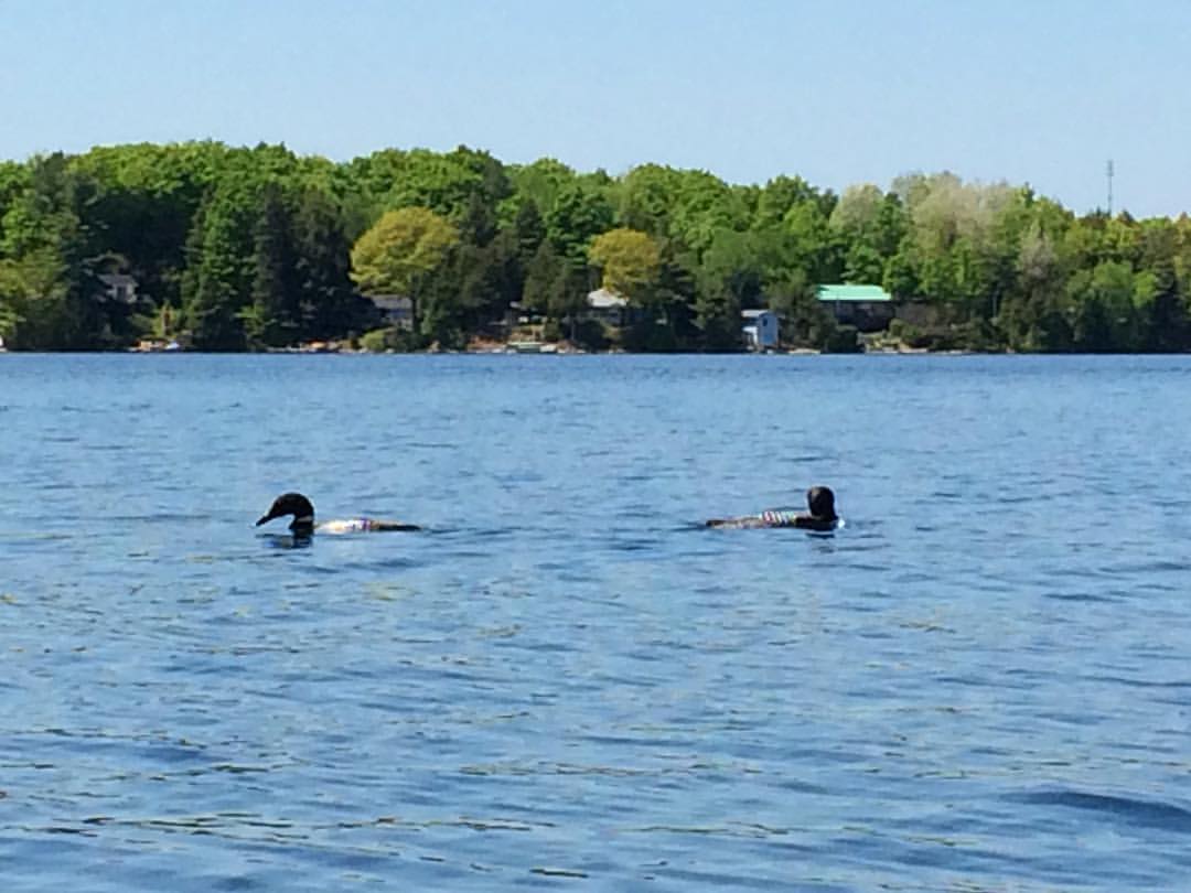 Loons swimming on quiet lake in Kingston area waterfront property setting, Bill Stevenson REALTOR® Century 21 Lanthorn Real Estate Ltd Brokerage