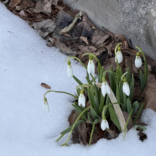Snowdrops emerging through melting snow in a Kingston Ontario garden in early spring