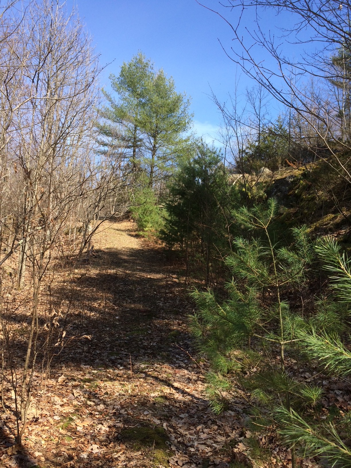 forest trail access vacant land Kingston Ontario wooded property path terrain
