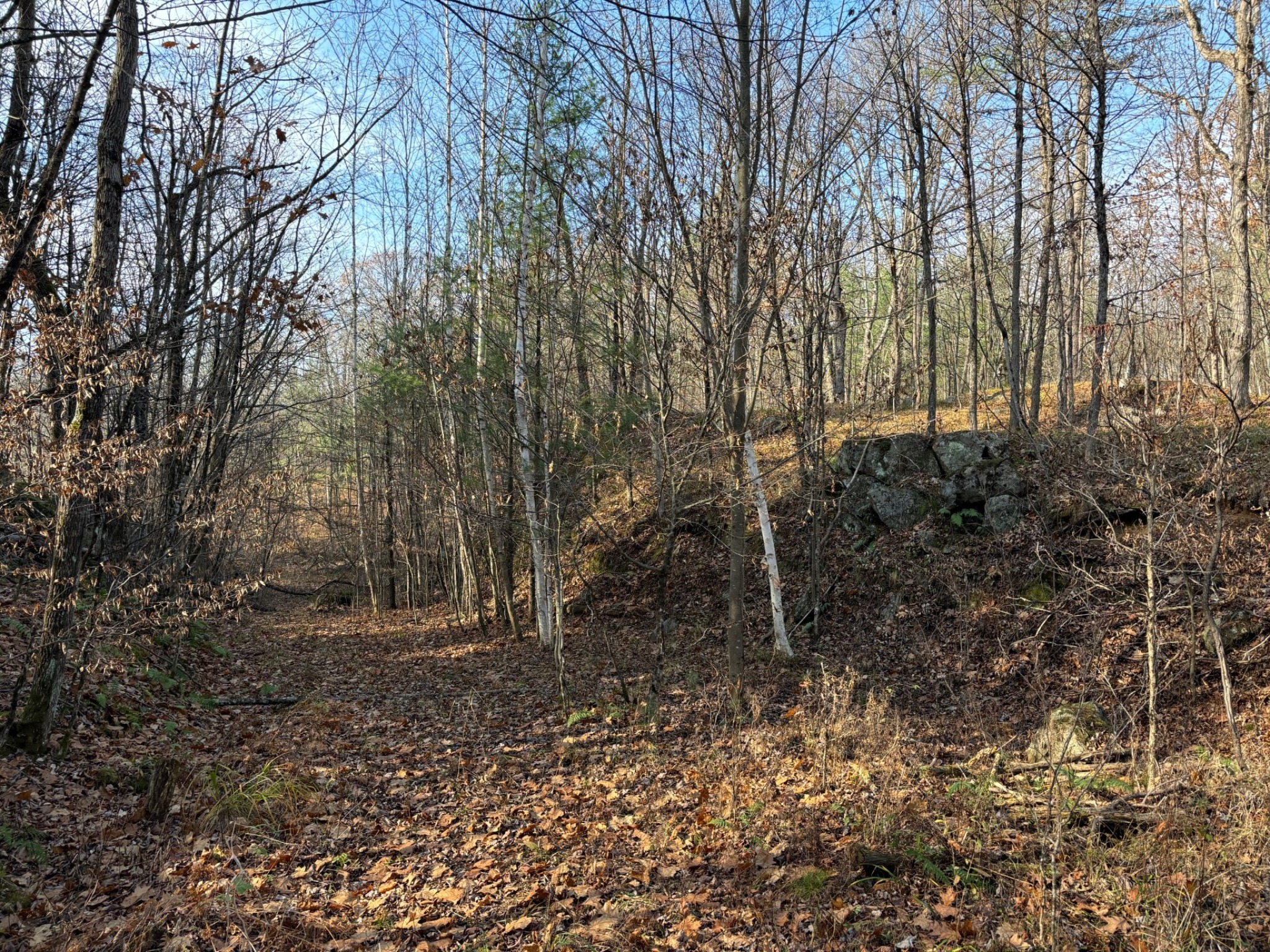 wooded land Ontario fall conditions building site terrain