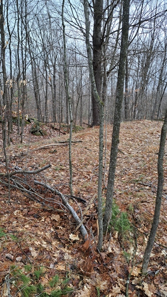 treed vacant land Kingston Ontario terrain elevation soil conditions building site