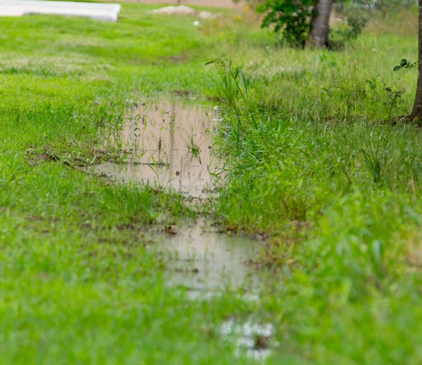 Water pooling on lawn in backyard showing drainage issue during rain in Kingston and area